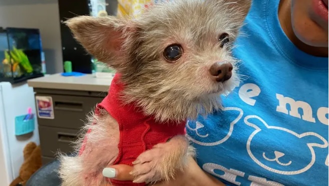 가방 속 버려진 12살 치와와 발견…보호소, “넘쳐나는 동물로 입양비 대거 할인 실시”