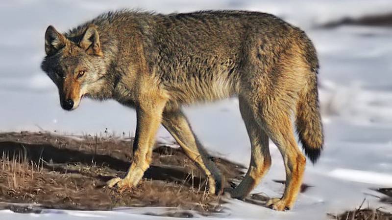 "5만1천불 포상급 지급" 늑대 6마리 독살 관련 제보 절실