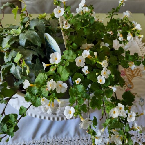 브런치 맛집 러스티 펠리칸 카페