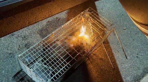 '고양이 학대영상' 디시인사이드 대표 무혐의