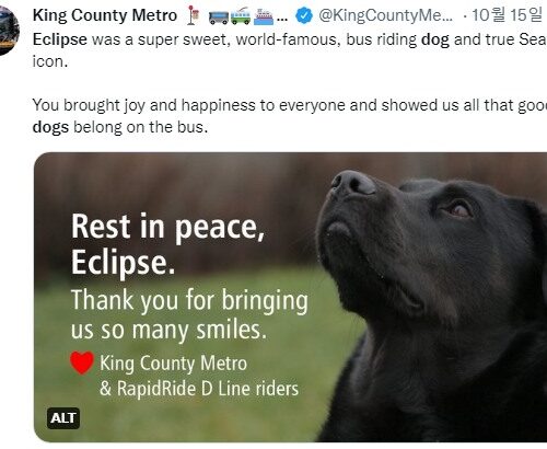 시애틀의 버스타는 개로 유명한 이클립스 하늘나라로, 온라인서 추모물결