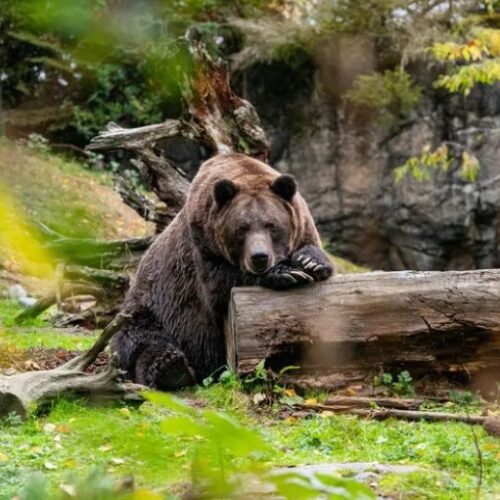북미에서 가장 위험한 ‘회색곰’, 노스 캐스케이드에 서식지 조성되나?