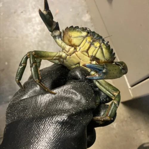 이 꽃게를 잡으면 폐기하세요!