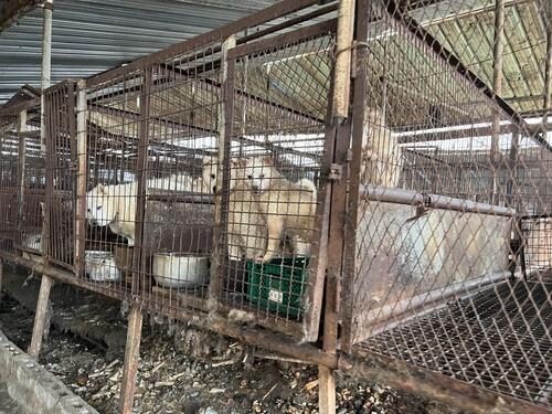 '개 식용 혐오' 여론에 막힌 미국행