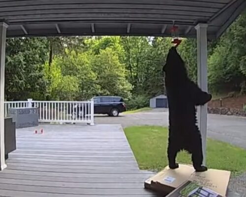 레드몬드 타운센터 근처에서 부상당한 곰 목격