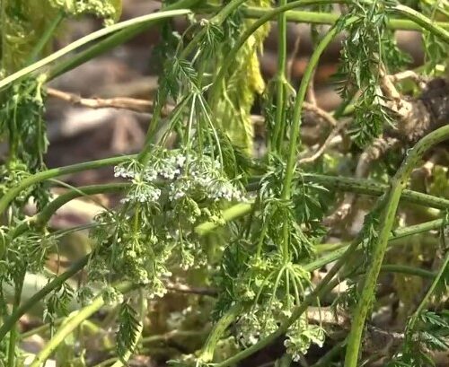 "잘못 먹으면 사망" 집마당에서 '독미나리' 식별 및 제거 방법