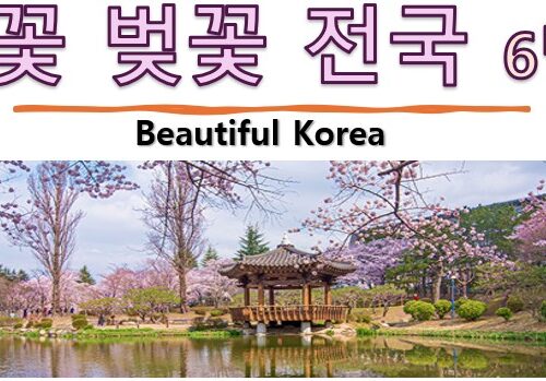 [푸른투어] 뷰티풀 코리아 봄꽃 벚꽃 전국6박