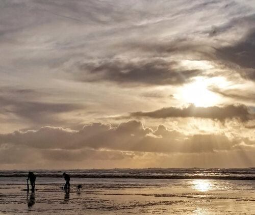 Ocean Shores (오션쇼) 조개잡기