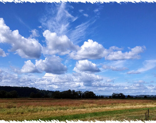 Nisqually National Wildlife Refuge (자연 생태 탐방)
