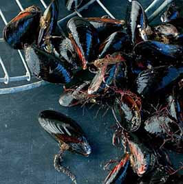 지중해 홍합 Mediterranean Mussels.jpg