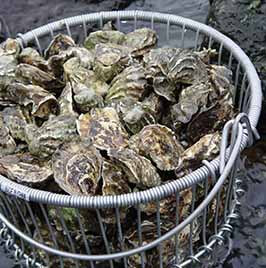 굴 Oysters.jpg