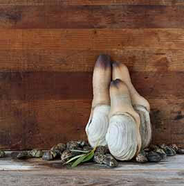 코끼리조개 Geoduck.jpg