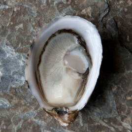시고쿠 굴 Shigoku Oysters.jpg