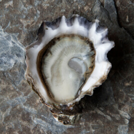 구마모토 굴 Kumamoto Oysters.jpg