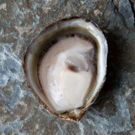 올림피아 굴 Olympia Oysters.jpg