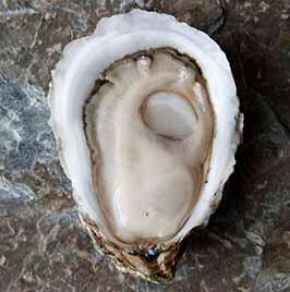 토튼 인렛 버지니아 굴 Totten Inlet Virginica (TIV) Oysters.jpg