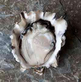 태평양 굴 Pacific Oysters.jpg