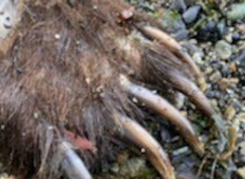 WA 해변에서 죽은 회색곰 발견, 수영해 왔거나 홍수에 휩쓸린 것으로 추정