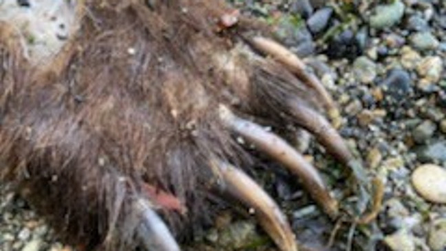 af759789-9a4e-4204-9279-44cdead5cafd-medium16x9_Grizzlycarcass3_WDFW.jpg