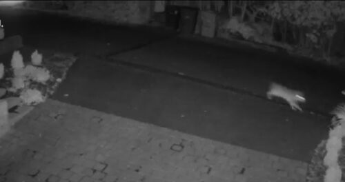 잇따른 코요테 공격으로 반려동물 계속 죽어… 매그놀리아 주민들 도움 ‘호소’