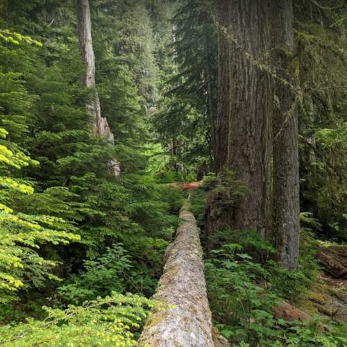 올림픽 국립공원에서 쓰러지는 나무에 깔려 캠핑객 사망