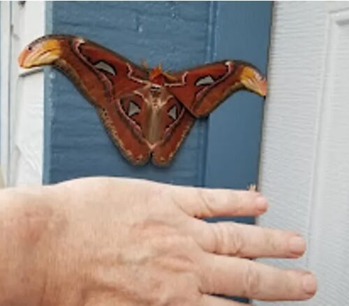 벨뷰서 ‘세계에서 가장 큰 나방’ 발견…손바닥 크기 훌쩍 넘어