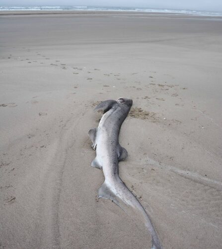 오리건 해안으로 밀려온 거대 칠성상어 사체 발견…2.6m 족히 넘어