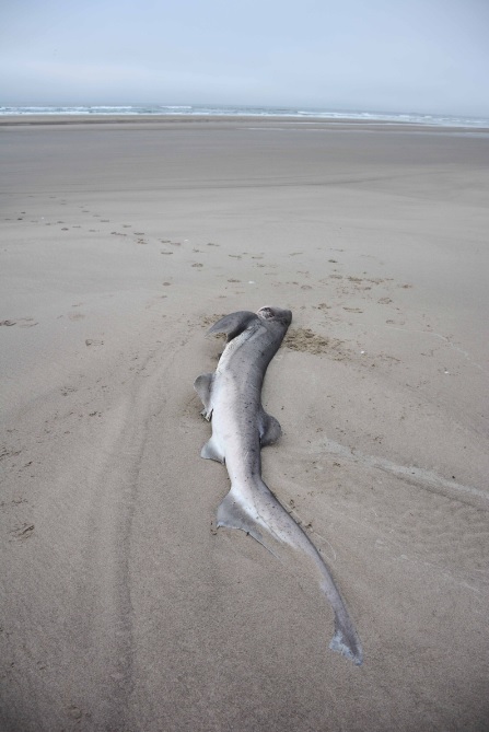 SHARK.jpg