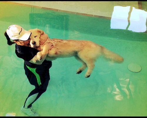 수치료로 늙은 애완견들 고통 경감..