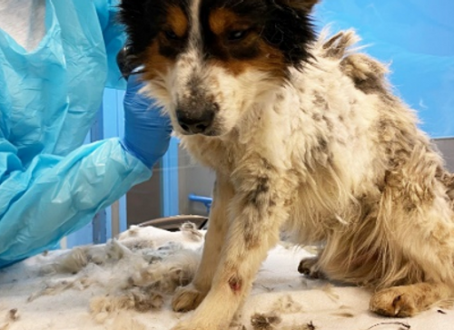 영하의 날씨 속에 방치된 강아지 19마리 구조