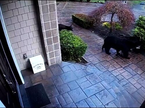 레드몬드 민가에 겨울잠 끝낸 흑곰 세 마리 출현…앞마당 유유히 거닐어