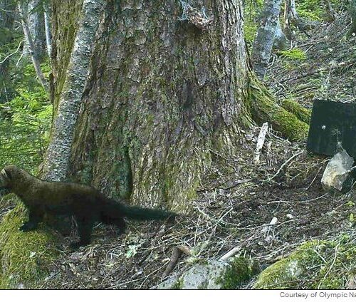 워싱턴주에서 80년간 멸종된 아메리카담비 나타나