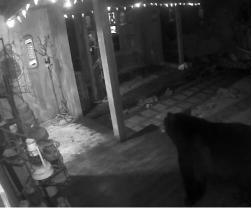 커클랜드 한 주택 뒷마당에 곰 나타나