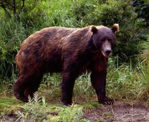 벨뷰 초등학교에서 야생 곰 발견..