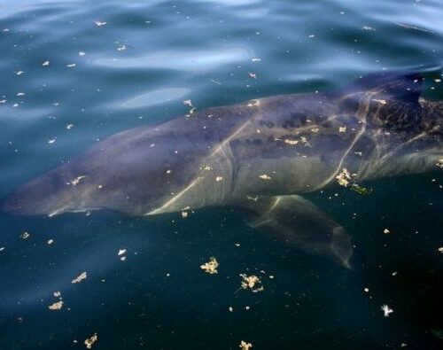 퓨젓사운드에 25피트 희귀 상어 등장