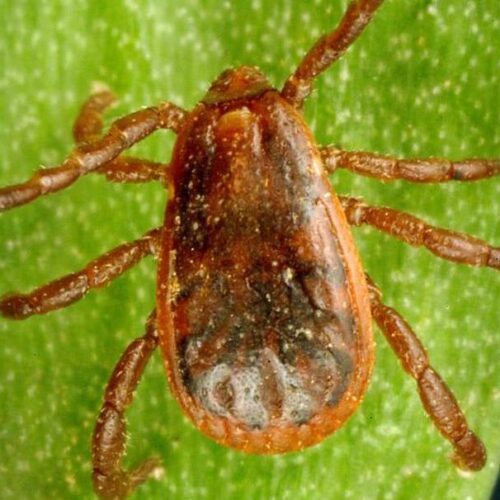 이제 워싱턴도 틱(tick) 조심! 아나플라즈마증 사례 생겨