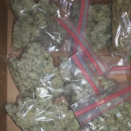 타코마 클럽에서 불법 대마 1,300 파운드 압수 